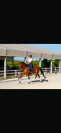 Caballo hispano&aacute;rabe 