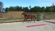 Selle Fran&ccedil;ais &ndash; Hongre &ndash; Alezan - 167cm -4ans