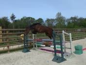 Selle Fran&ccedil;ais &ndash; Hongre &ndash; Bai &ndash; 169cm &ndash; 4ans