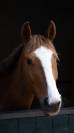 Ponette pfs 