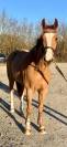 Ponette pfs 