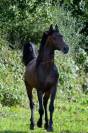 Cheval pur sang arabe