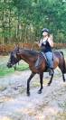 Cheval pur sang arabe