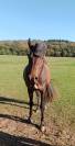 Cheval pur sang arabe