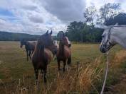 Cheval pur sang arabe