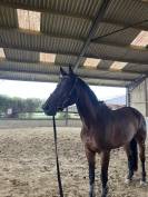 Izra des Douits hongre de 8ans pour CSO Amateur 1