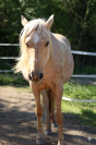 Jument palomino 