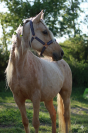 Jument palomino 