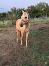 Jument palomino 
