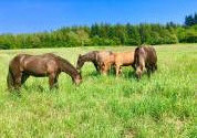  Pr&eacute;s Pensions Chevaux Disponible  Secteur Vichy 