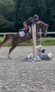 Poney &agrave; louer