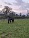 Pension pr&eacute; chevaux-11 ha- Entre Saint-L&ocirc; et Bayeux
