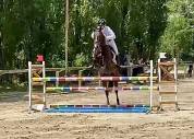 Gelding Hanoverian For sale 2021 Dark Bay