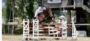 Gelding Hanoverian For sale 2021 Dark Bay