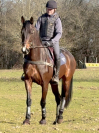Gelding Hanoverian For sale 2021 Dark Bay