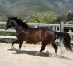 PP Paint Horse