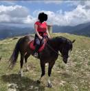 PP Paint Horse