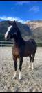 PP Paint Horse