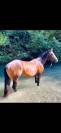 PP Paint Horse