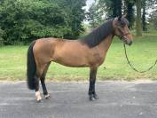 Chouette ponette de loisir