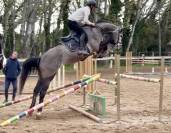 KAJMAN DU TER (CORNET OBOLINSKI x BURGGRAAF) H 6 ans