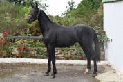 KAJMAN DU TER (CORNET OBOLINSKI x BURGGRAAF) H 6 ans