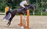 KAJMAN DU TER (CORNET OBOLINSKI x BURGGRAAF) H 6 ans