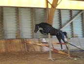 KAJMAN DU TER (CORNET OBOLINSKI x BURGGRAAF) H 6 ans