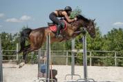 Cheval de sport 