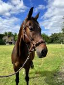 Cheval de sport 
