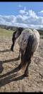Gelding Comtois For sale 2022 Other color