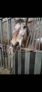 Gelding Comtois For sale 2022 Other color