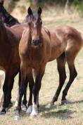 Poulain Pure Race Espagnol PP