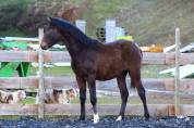 Poulain Pure Race Espagnol PP