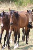 Poulain Pure Race Espagnol PP