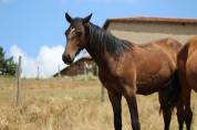 Poulain Pure Race Espagnol PP