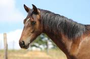 Poulain Pure Race Espagnol PP