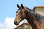 Poulain Pure Race Espagnol PP