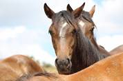 Poulain Pure Race Espagnol PP