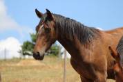 Poulain Pure Race Espagnol PP