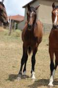 Poulain Pure Race Espagnol PP