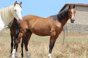 Poulain Pure Race Espagnol PP