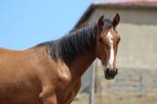 Poulain Pure Race Espagnol PP