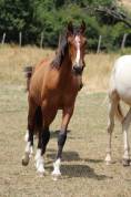 Poulain Pure Race Espagnol PP