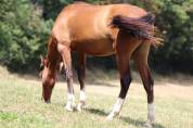 Poulain Pure Race Espagnol PP