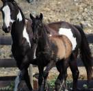 Potro Paint Horse En venta 2026 Negro