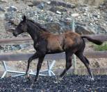 Potro Paint Horse En venta 2026 Negro