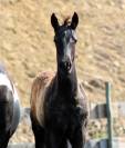 Potro Paint Horse En venta 2026 Negro