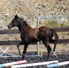 Potro Paint Horse En venta 2026 Negro