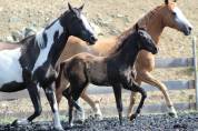 Potro Paint Horse En venta 2026 Negro
